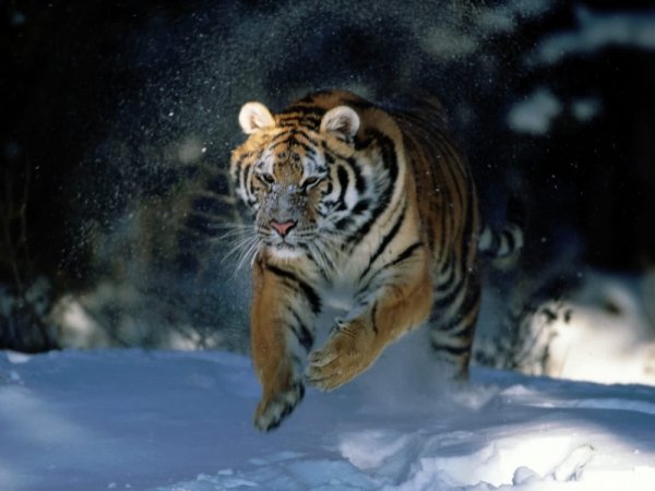 Амурский тигр в прыжке