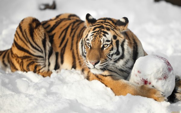 Картинки амурский тигр (40 фото)