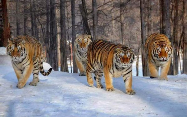 Семья Уссурийский Амурский тигр
