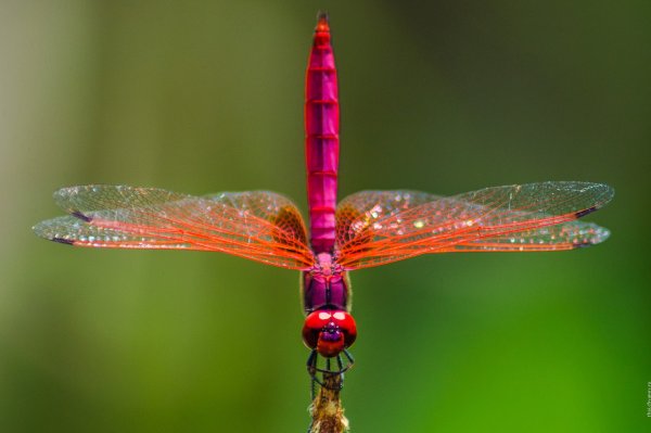 Стрекоза Trithemis Aurora