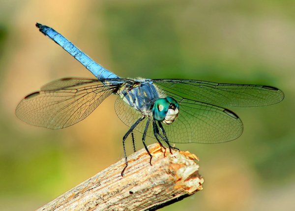 Стрекоза Dragonfly