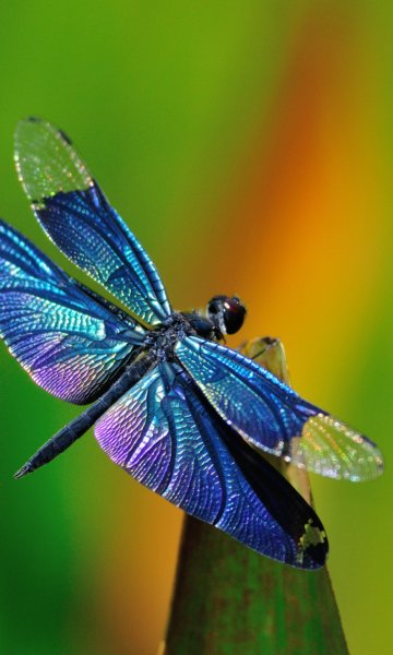 Dragonfly певица