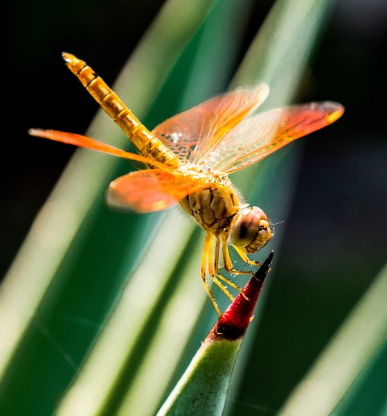 Стрекоза Dragonfly