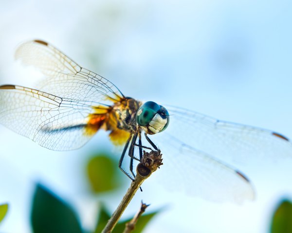 Dragonfly песня