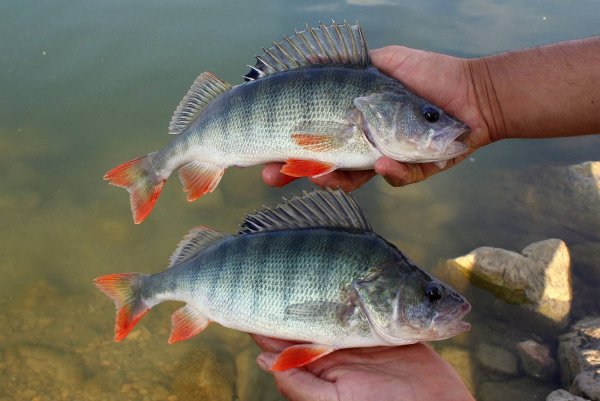 Окунь Волжский