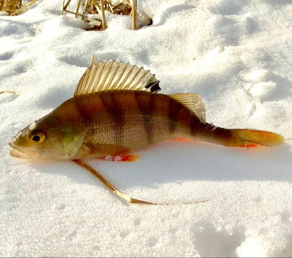 Окунь perca fluviatilis