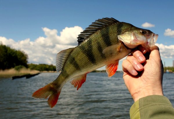 Окунеобразные Речной окунь