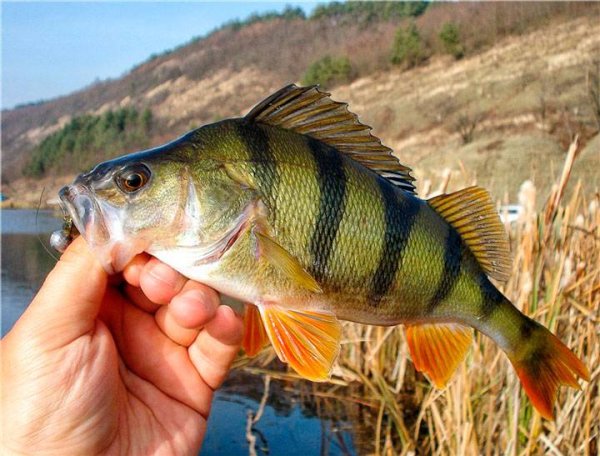 Окунь perca fluviatilis