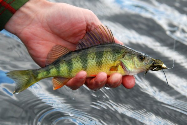 Рыба окунь Речной