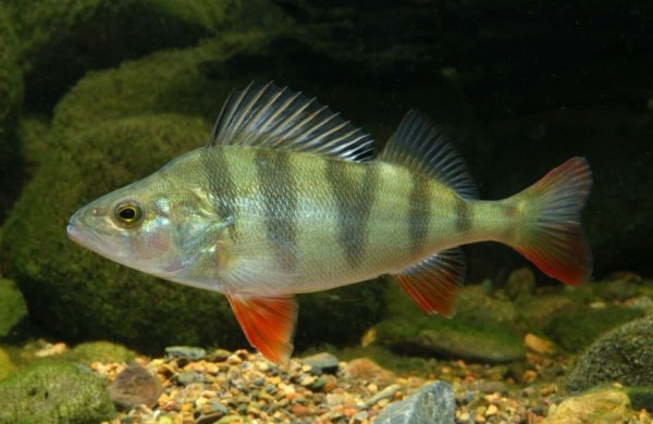 Рисунок окуня вид сверху