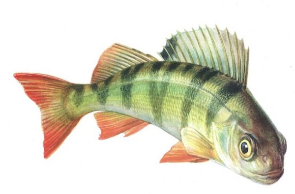 Красноперый окунь