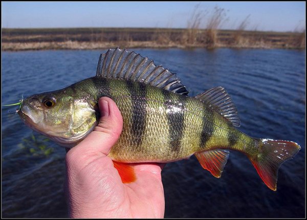 Речной окунь Пресноводные рыбы