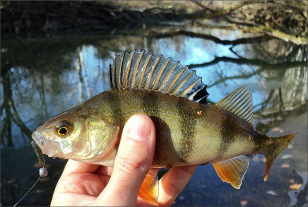 Окунеобразные Речной окунь
