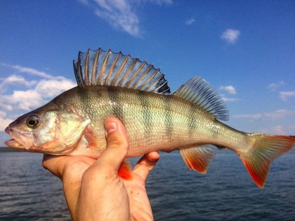 Речной окунь