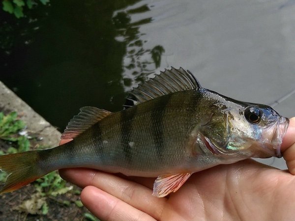 Красноперый окунь