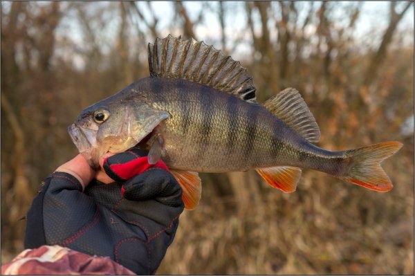 Черноморский окунь