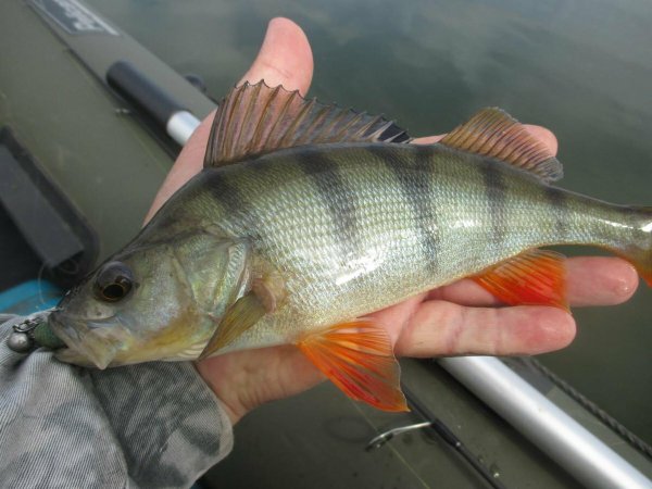 Речной окунь perca fluviatilis