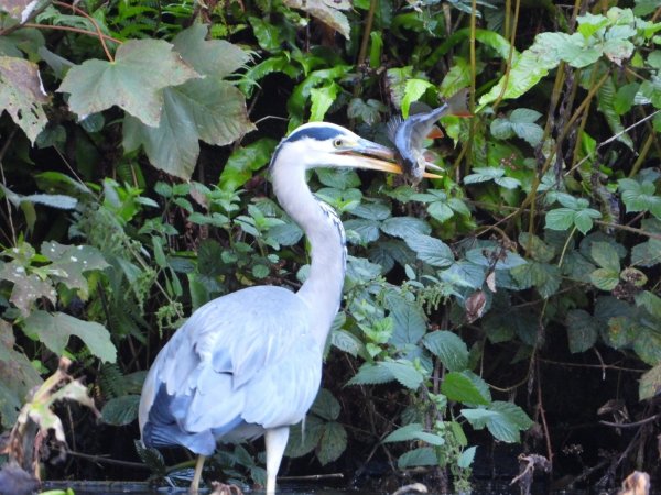 Павлиний окунь