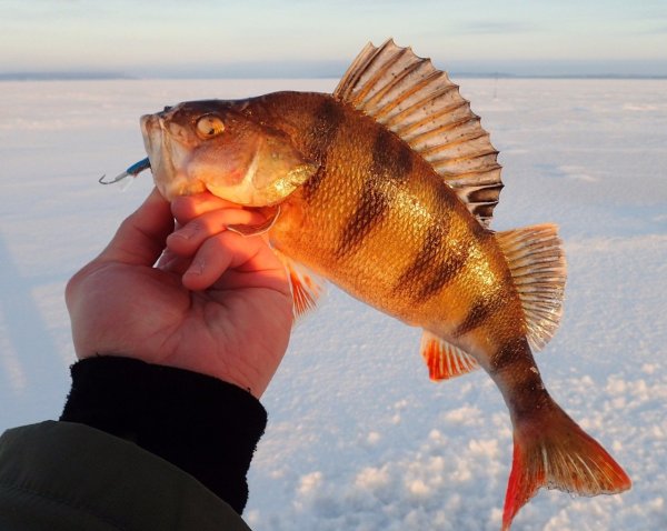 Горбач рыба окунь