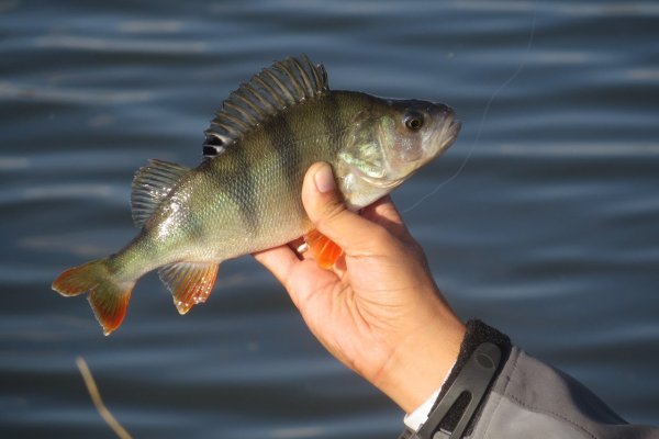 Окунь Байкальский