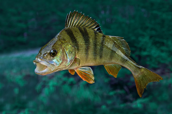 Крупный окунь Горбач