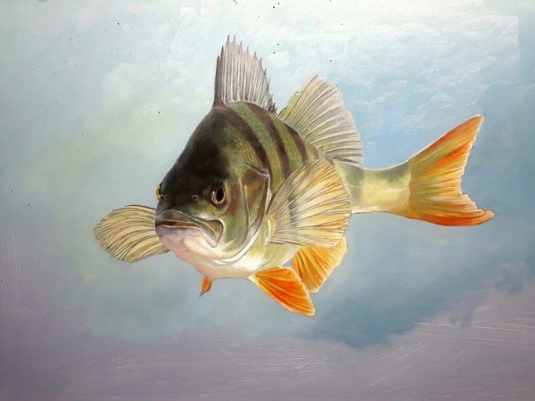 Окунь perca fluviatilis