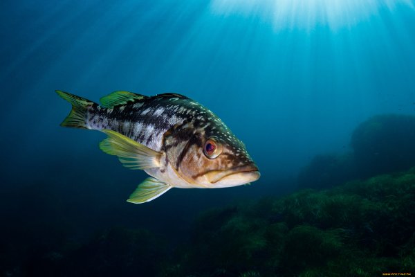 Окунь Курильский