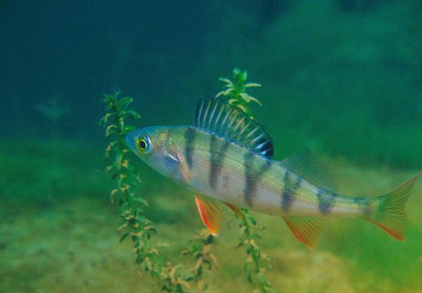 Рыба окунь картинки