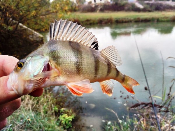 Красноперый окунь