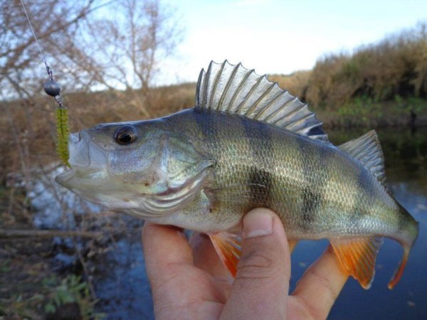 Окунь серанус