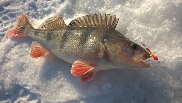Окунь карась Линь пескарь
