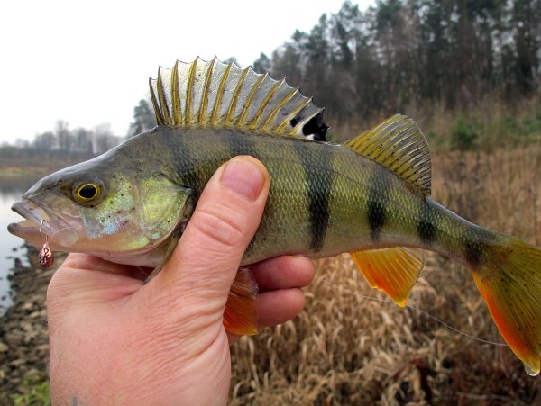 Краснохвостый окунь