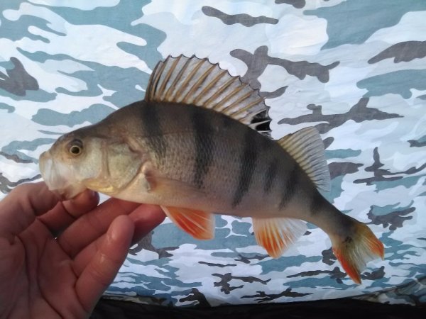 Красноперый окунь