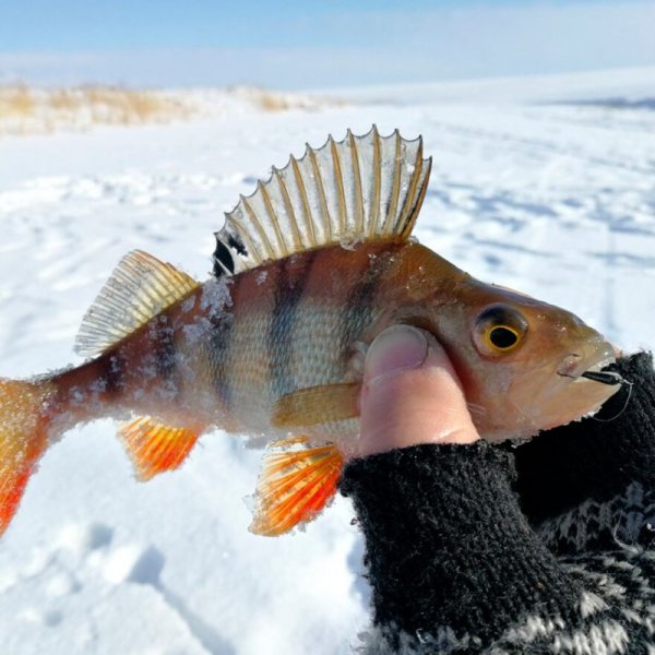 Ёрш рыба полосатая