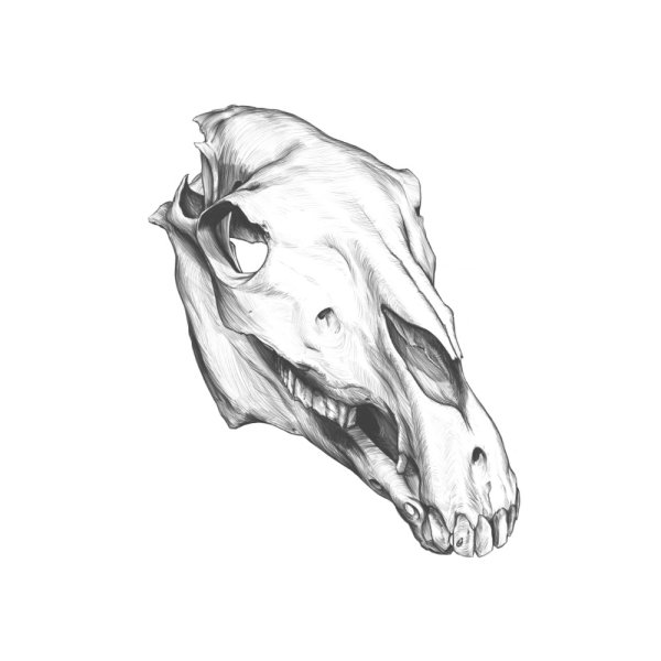 Череп лошади рисунок
