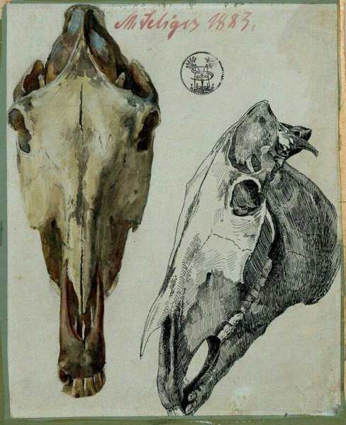 Анатомические рисунки животных
