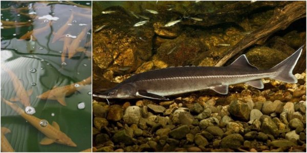 Севрюга – Acipenser stellatus Pallas, 1771