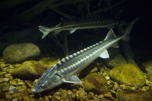 Севрюга – Acipenser stellatus Pallas, 1771