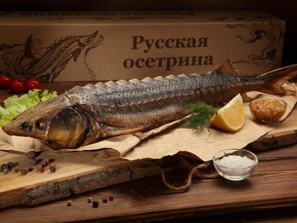 Волжская стерлядь