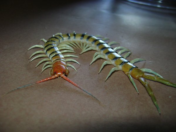 Scolopendra morsitans
