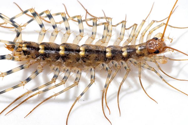 Lanyu model радиоуправляемая сороконожка Scolopendra Leyu ls9901