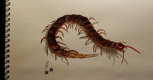 Scolopendra cingulata