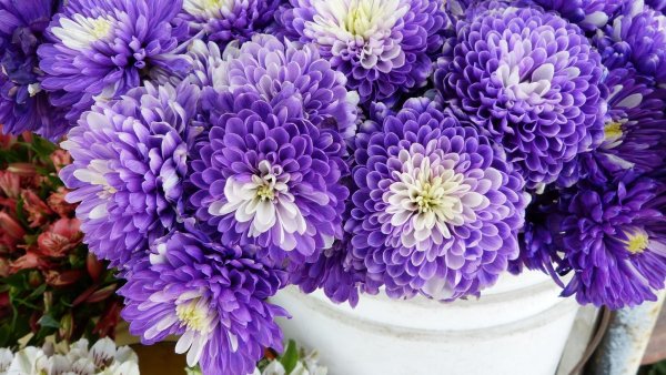 Хризантема Чусан Вайолет