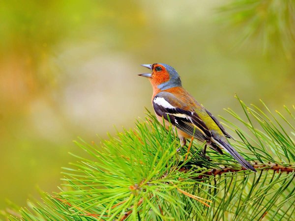 Зяблик (fringílla COÉLEBS)