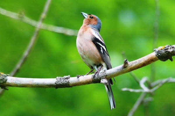Зяблик (fringílla COÉLEBS)
