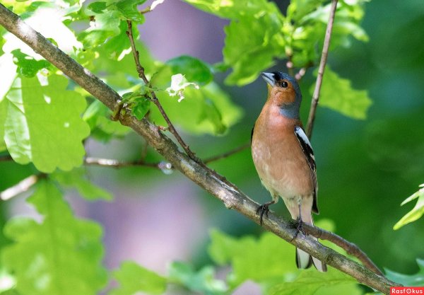 Зяблик (fringílla COÉLEBS)