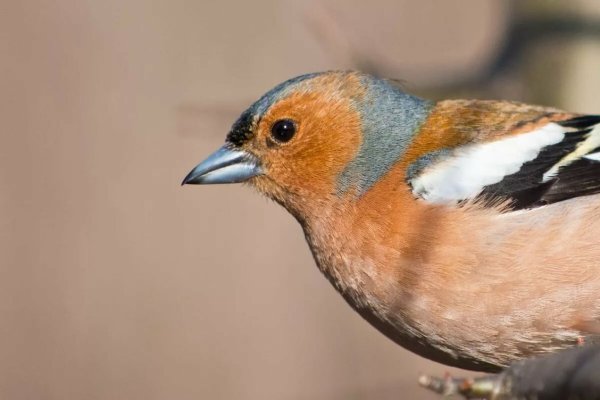 Fringilla COELEBS птица