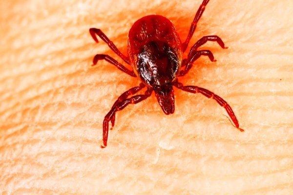 Оранжевый клещ