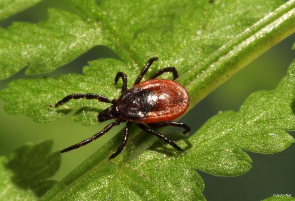 Ixodes vespertilionis