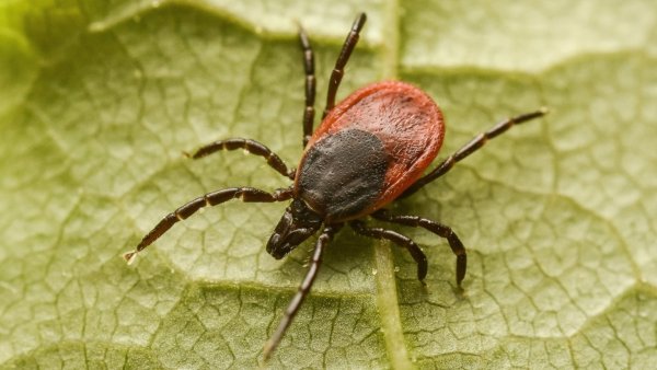 Клещ Ixodes Ricinus